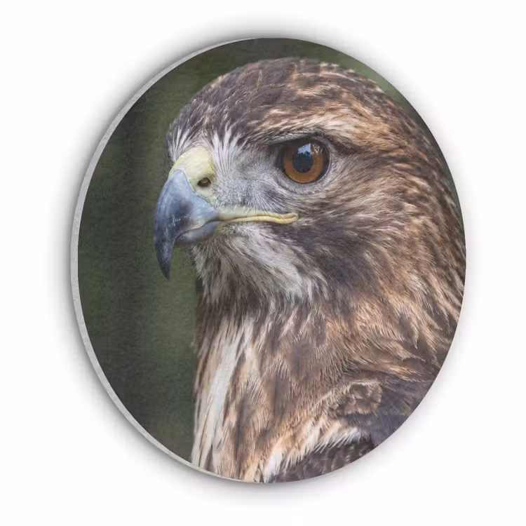 Buizerd - Roofvogel - Natuur - Bruin Akoestische PET Vilt - Rond klein -3d