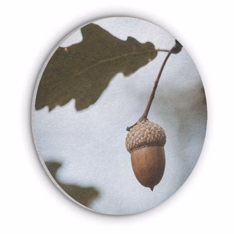 Eikel - Eikenblad - Bos - Herfst - Natuur Akoestische PET Vilt - Rond klein -3d