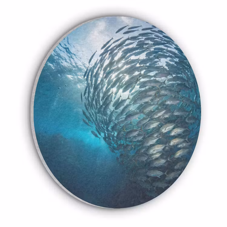 Vis - School - Oceaan - Natuur - Blauw Akoestische PET Vilt - Rond klein -3d
