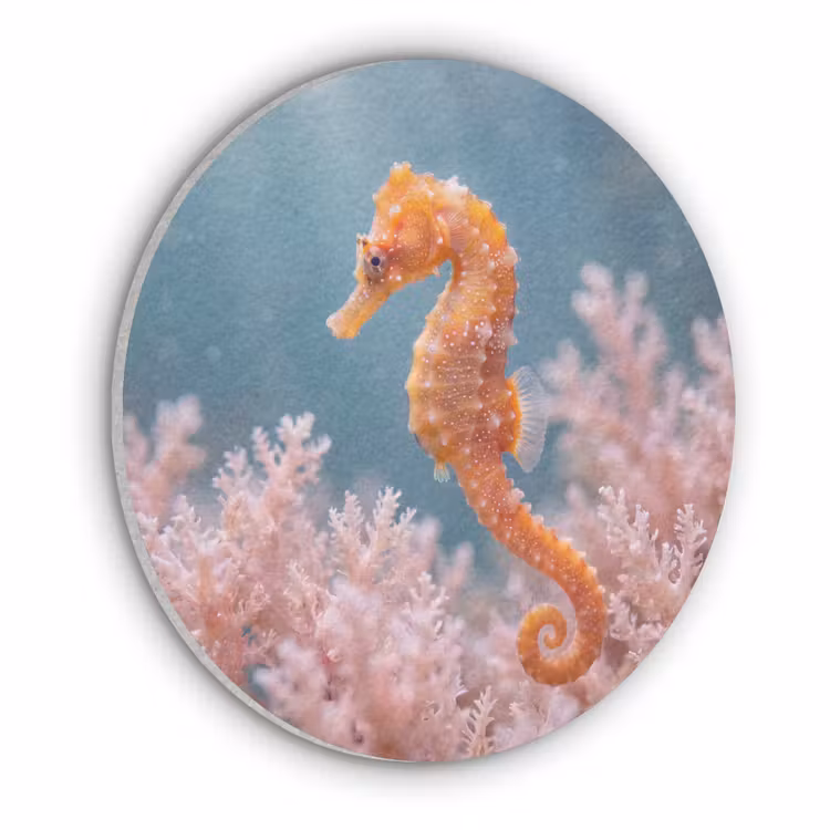 Vis - Koraal - Oceaan - Macro - Oranje Akoestische PET Vilt - Rond klein -3d