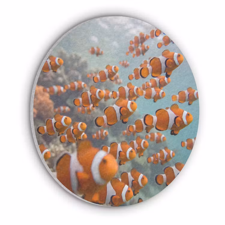 Vis - School - Onderwater - Dieren - Oranje Akoestische PET Vilt - Rond klein -3d