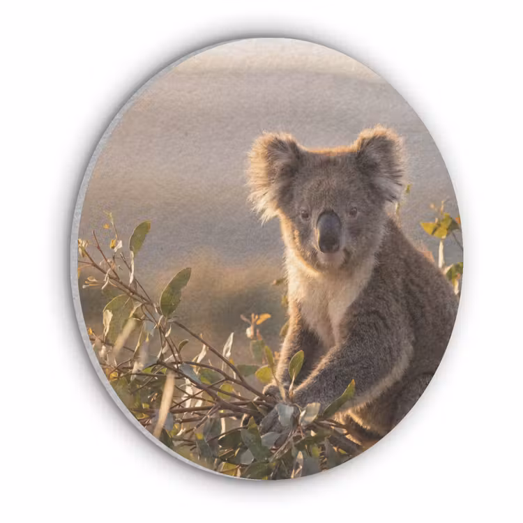 Koala - Bladeren - Ochtendlicht Akoestische PET Vilt - Rond klein -3d
