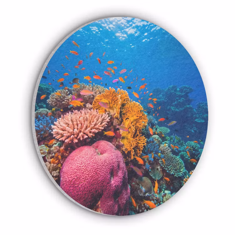 Koraal - Vissen - Oceaan - Natuur - Kleurrijk Akoestische PET Vilt - Rond klein -3d