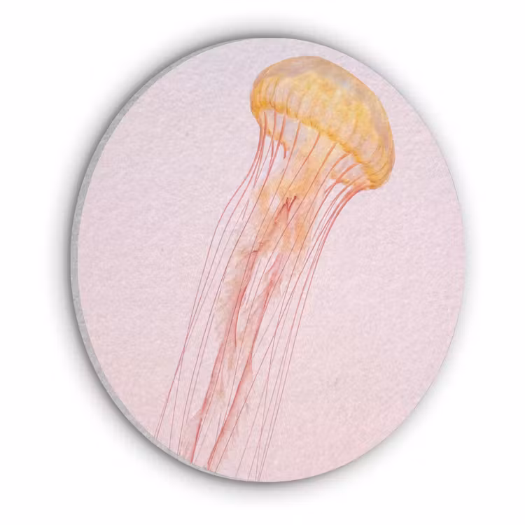 Sierlijk - Kwal - Roze Akoestische PET Vilt - Rond klein -3d