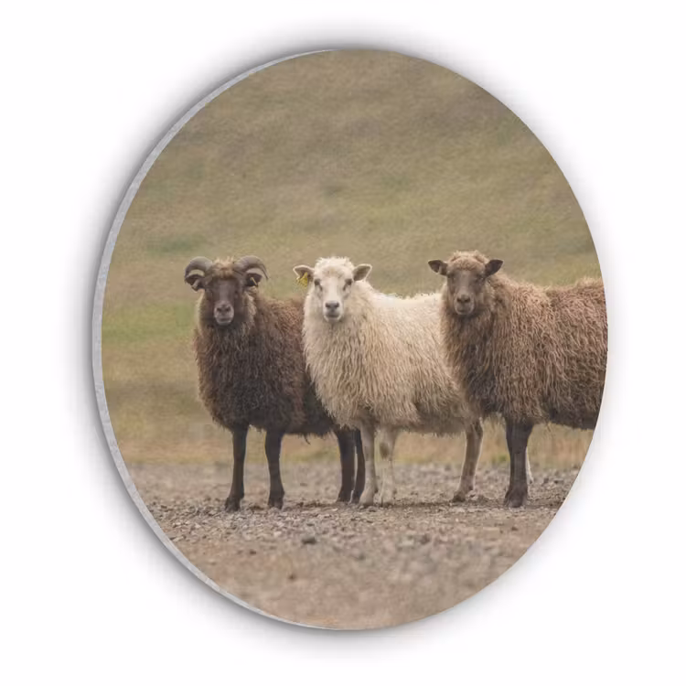 Schapen - Bruin - Wit - Grindpad Akoestische PET Vilt - Rond klein -3d