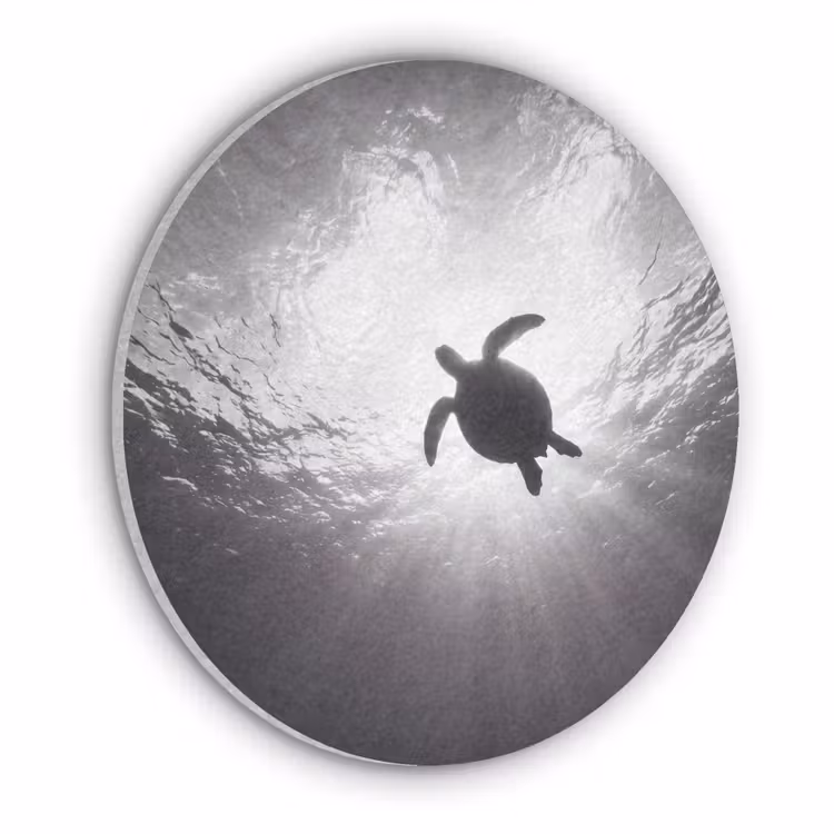 Schildpad - Onderwater - Lichtstralen - Oceaan - Zwart-wit Akoestische PET Vilt - Rond klein -3d