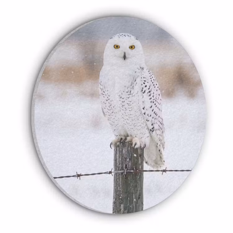 Sneeuwuil - Hek - Sneeuw - Wit Akoestische PET Vilt - Rond klein -3d