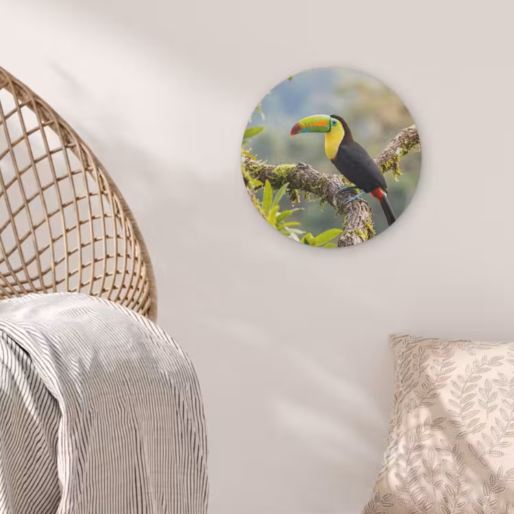 Toekan - Jungle - Natuur - Kleurrijk Akoestische PET Vilt - Rond klein -sfeer4