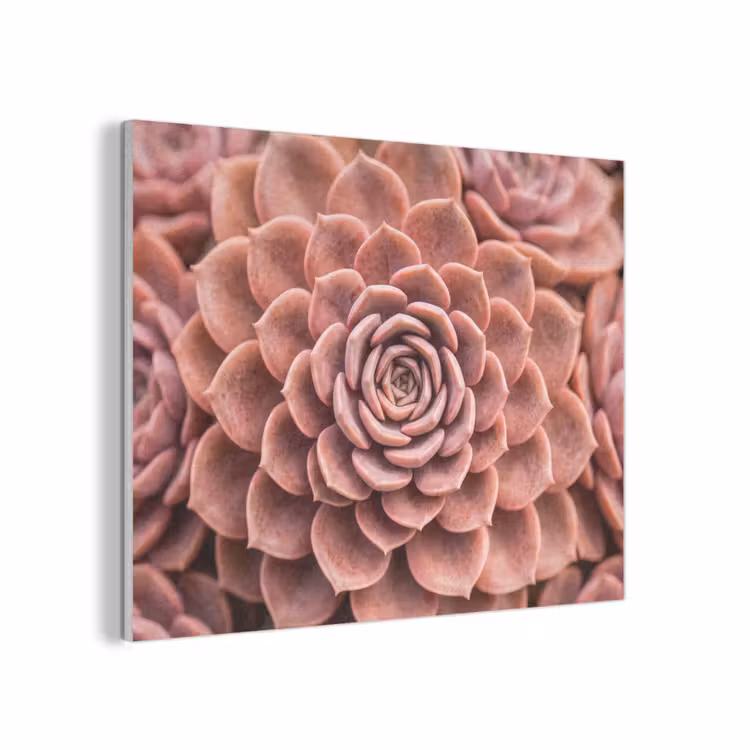 Vetplant - Organisch - Roze PET vilt klein -3d