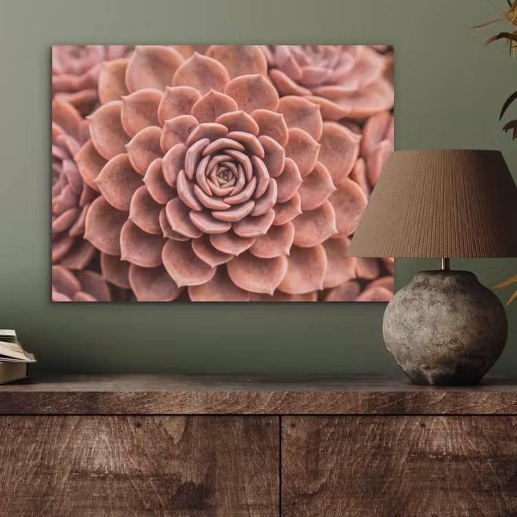 Vetplant - Organisch - Roze PET vilt klein -sfeer2