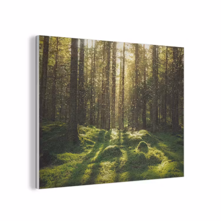 Bomen - Bos - Mos - Planten - Zon - Natuur PET vilt klein -3d