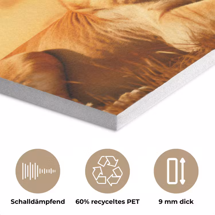 Leeuwen - Zonsondergang - Afrika - Savanne - Dieren PET vilt klein -closeup_DE