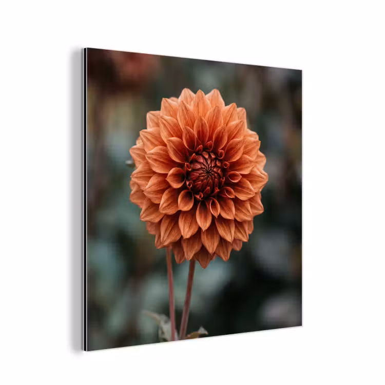 Dahlia - Bloem - Natuur - Sfeervol aluminium wit klein -3d