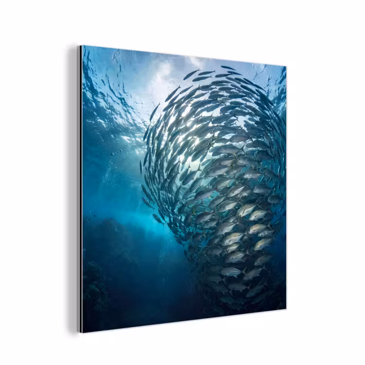 Vis - School - Oceaan - Natuur - Blauw aluminium wit klein -3d