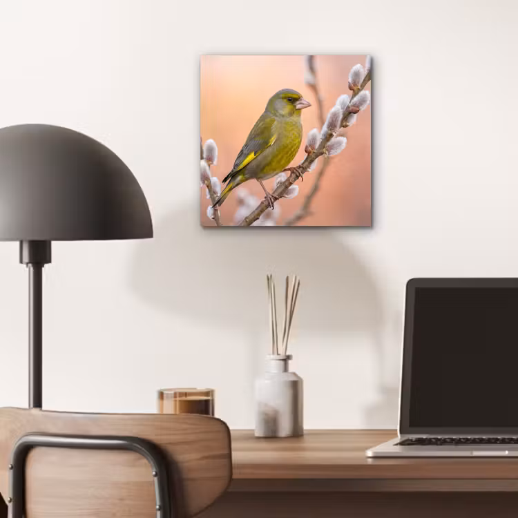 Groenling - Katjes - Lente - Natuur - Zacht aluminium wit klein -sfeer5