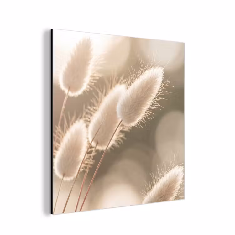 Hazestaartgras - Wit - Zonlicht aluminium wit klein -3d