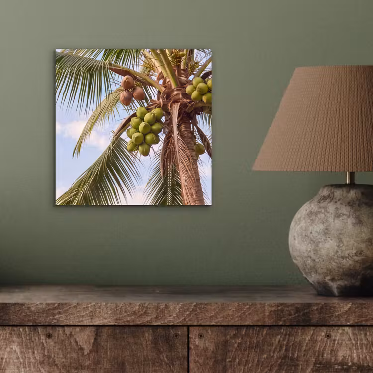Kokosnoot - Boom - Tropisch - Natuur - Groen aluminium wit klein -sfeer2