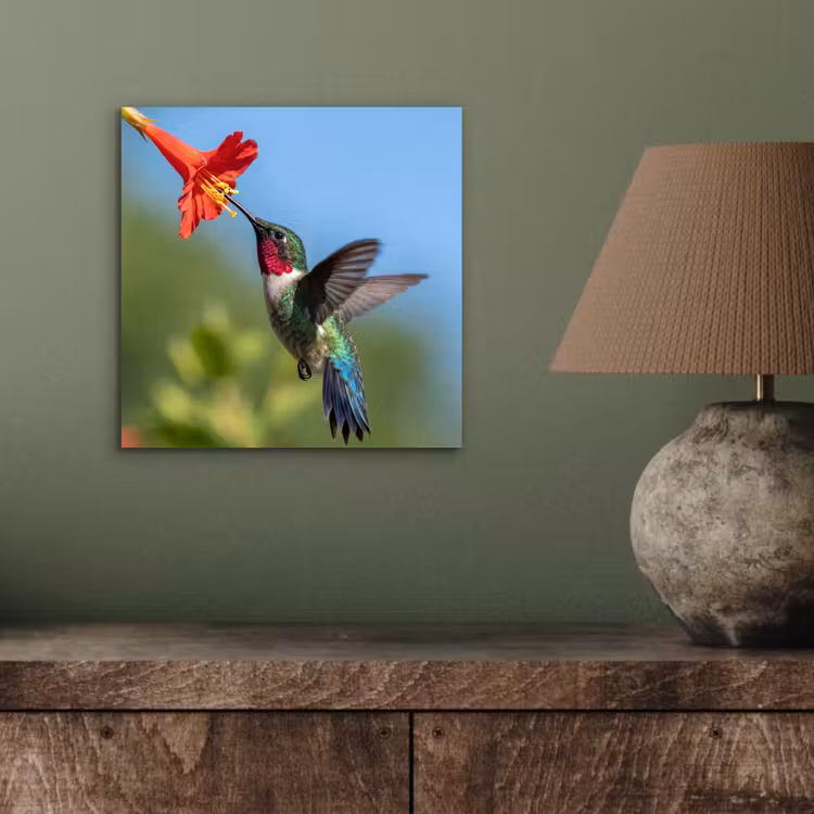 Kolibrie - Bloem - Natuur - Groen aluminium wit klein -sfeer2