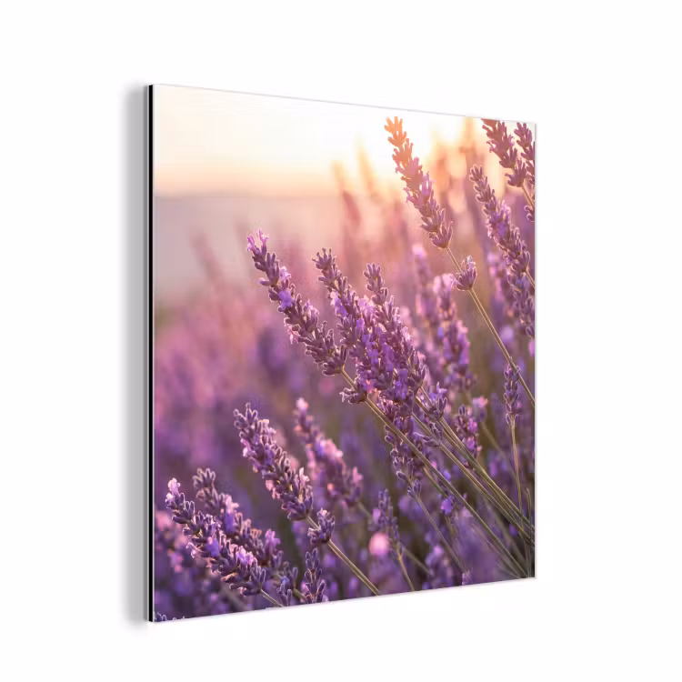 Lavendel - Paars - Zonlicht aluminium wit klein -3d