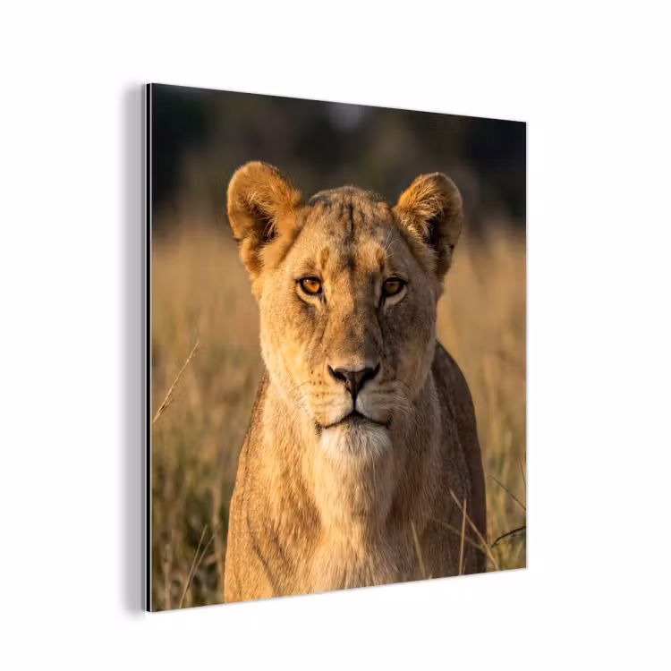 Leeuwin - Gras - Geel aluminium wit klein -3d