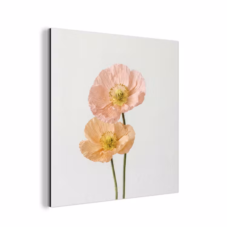 Papavers - Botanisch - Roze aluminium wit klein -3d