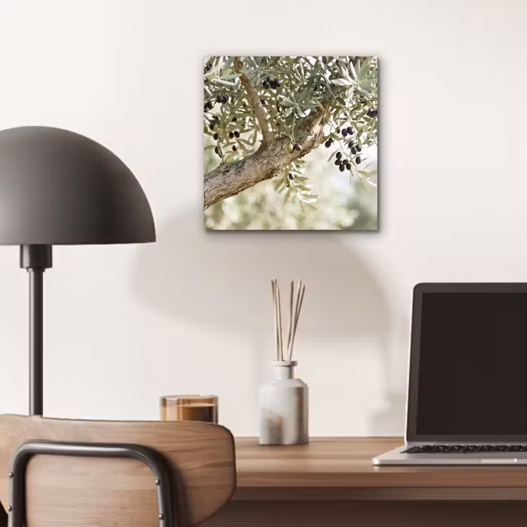 Alu-Dibond-Bild - Olivenbaum – Zweig – grün - Olijfboom - tak - groen aluminium wit klein