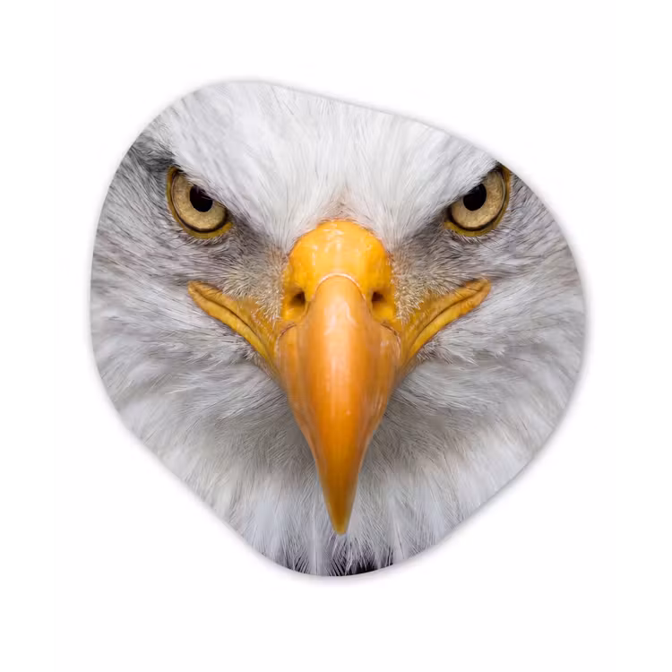 Amerikaans - Zeearend - Portret - Geel Wandcirkel Organisch Aluminium middel -3d