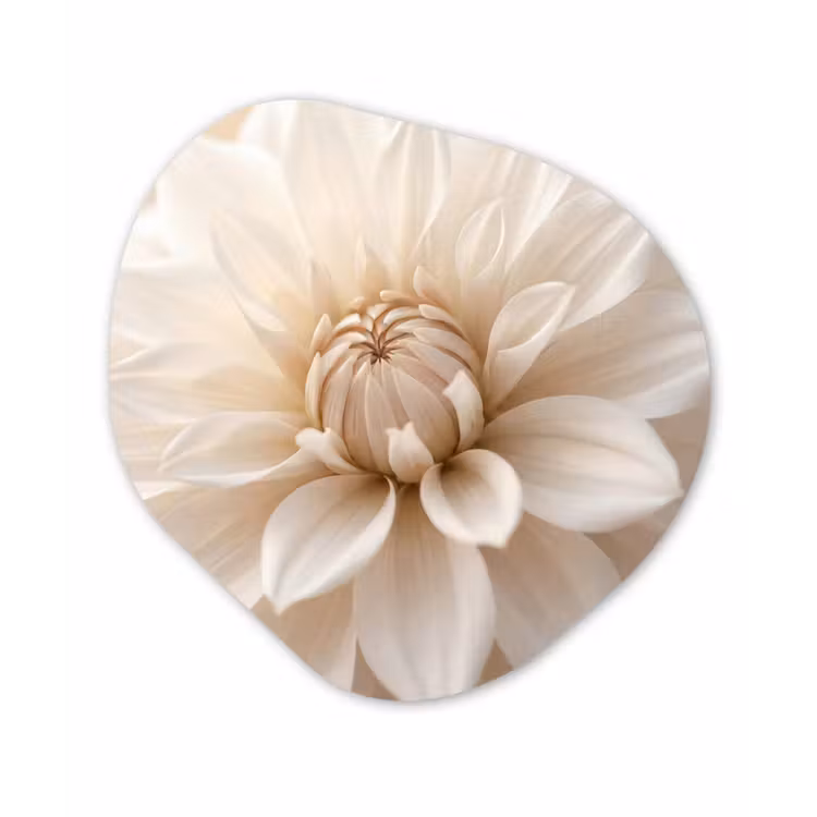 Bloem - Dahlia - Wit Wandcirkel Organisch Aluminium middel -3d