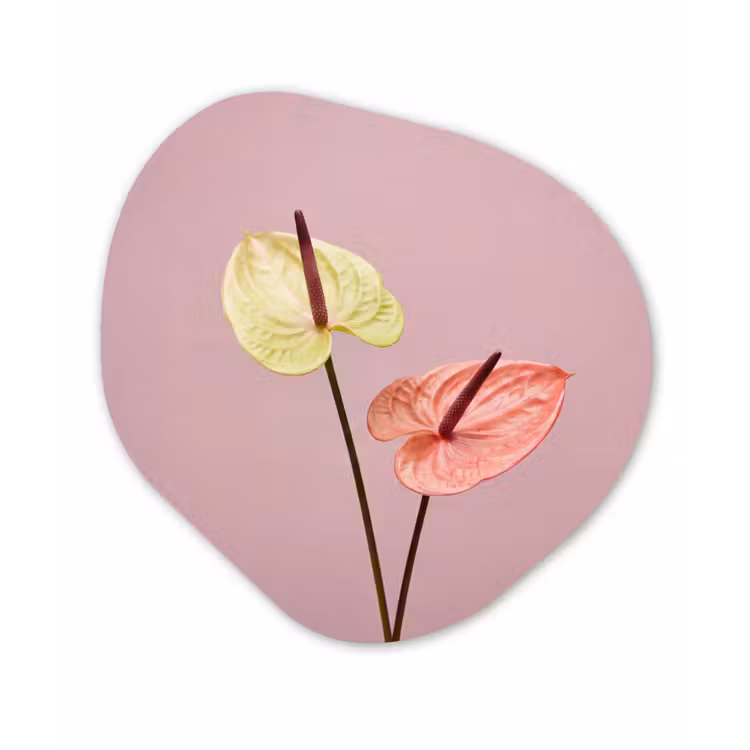Bloemen - Anthuriums - Geel - Roze Wandcirkel Organisch Aluminium middel -3d