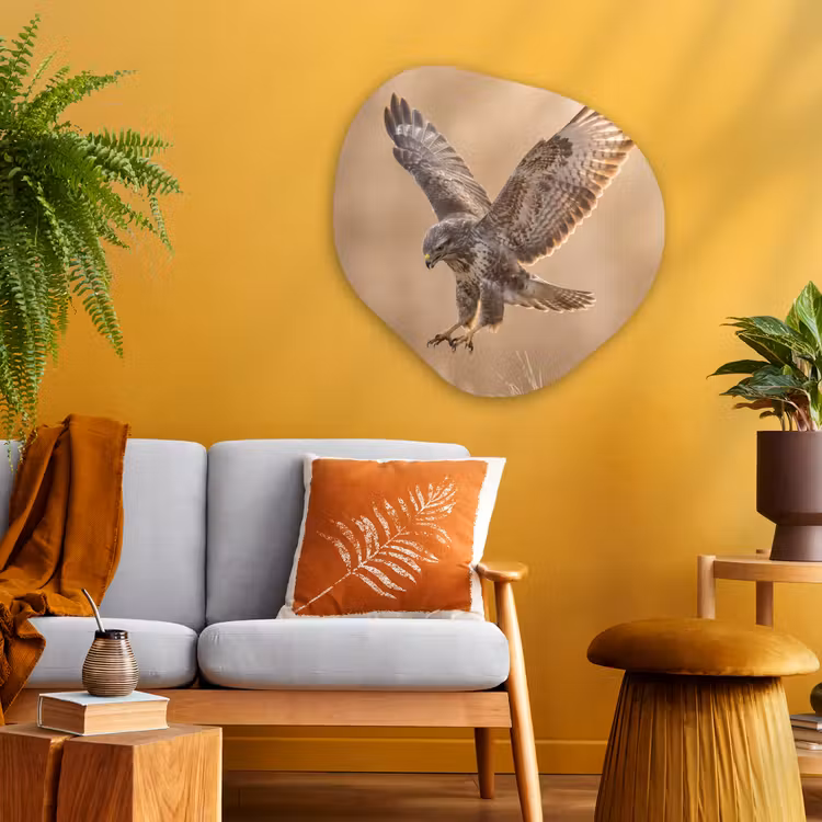 Buizerd - Roofvogel - Natuur - Bruin Wandcirkel Organisch Aluminium middel -sfeer4