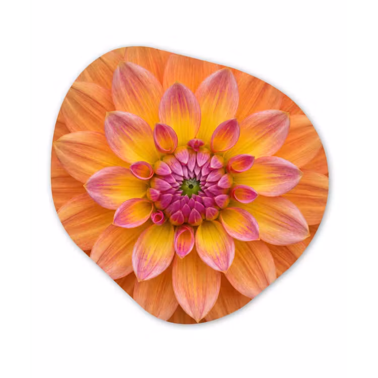 Dahlia - Bloem - Oranje Wandcirkel Organisch Aluminium middel -3d