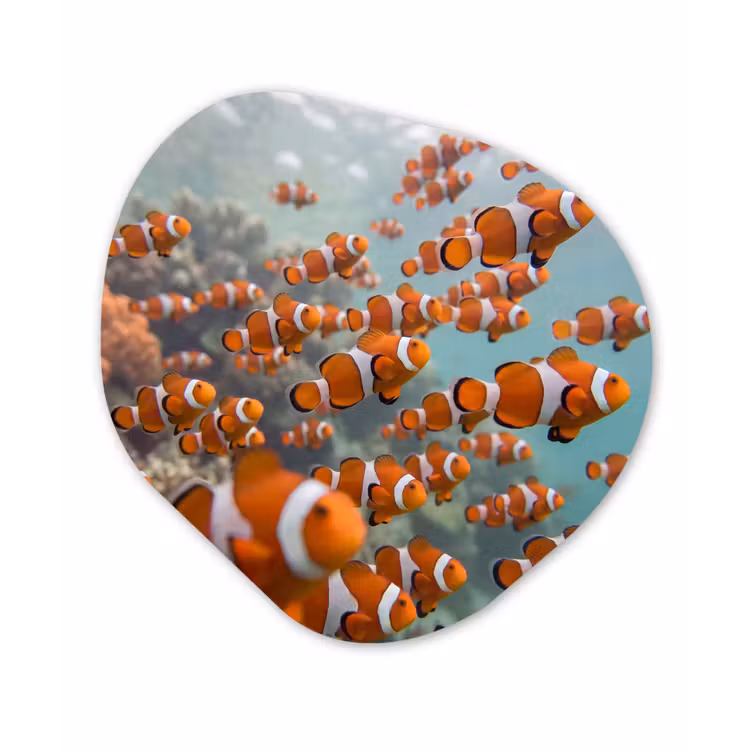 Vis - School - Onderwater - Dieren - Oranje Wandcirkel Organisch Aluminium middel -3d