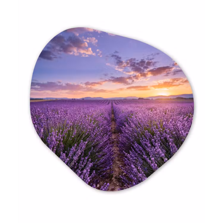 Lavendel - Veld - Natuur - Paars Wandcirkel Organisch Aluminium middel -3d