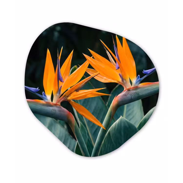 Paradijsvogel - Bloem - Exotisch Wandcirkel Organisch Aluminium middel -3d