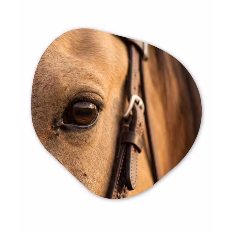 Paard - Oog - Bruin Wandcirkel Organisch Aluminium middel -3d