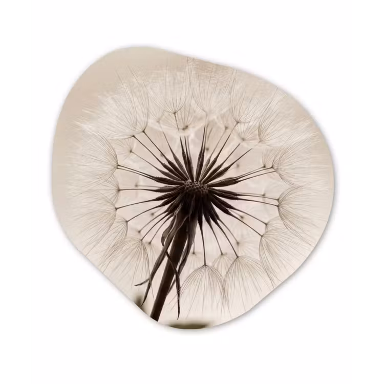 Paardenbloem - Minimalistisch - Wit Wandcirkel Organisch Aluminium middel -3d
