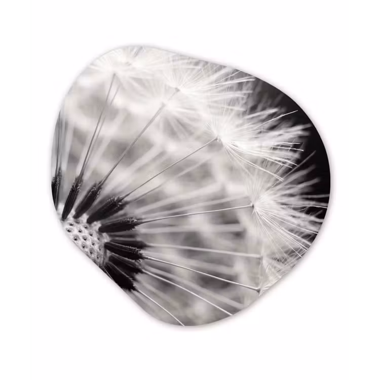 Paardenbloem - Zwart - Wit Wandcirkel Organisch Aluminium middel -3d