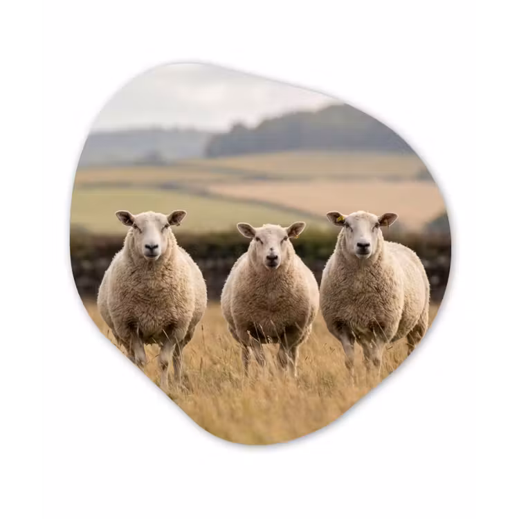 Schapen - Weidenlandschap - Heuvels Wandcirkel Organisch Aluminium middel -3d