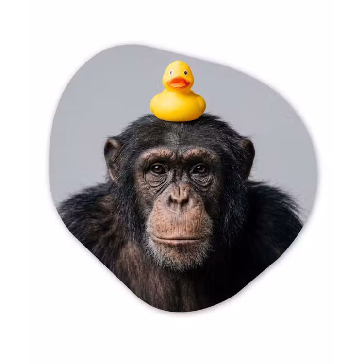 Chimpansee - Badeend - Grijs Wandcirkel Organisch Aluminium middel -3d