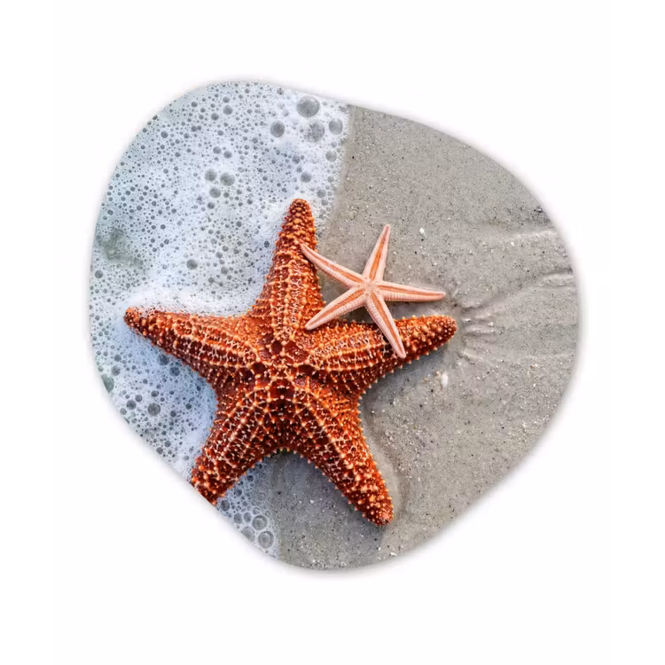Zeester - Strand - Zee Wandcirkel Organisch Aluminium middel -3d