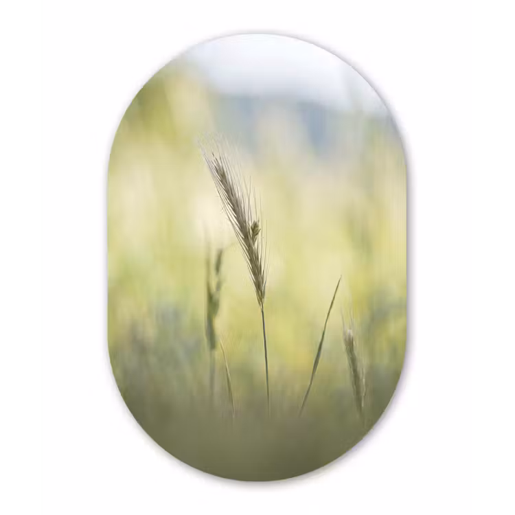 Graan - Aar - Natuur - Groen - Detail Wandcirkel Ovaal Aluminium middel -3d