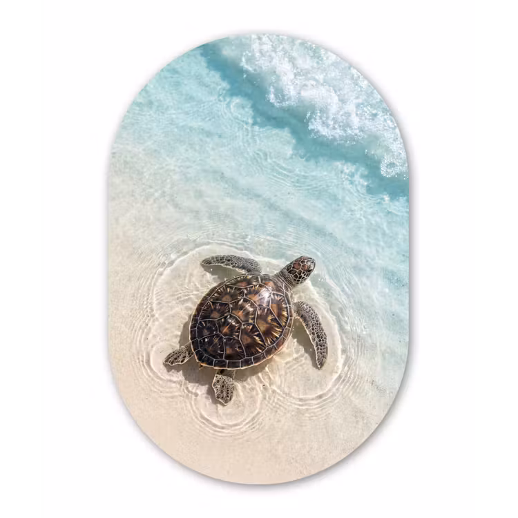 Schildpad - Helder water - Strand - Dieren - Natuur Wandcirkel Ovaal Aluminium middel -3d