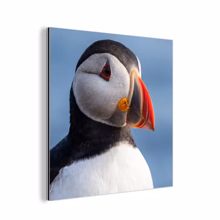Papegaaiduiker - Portret - Natuur aluminium wit klein -3d