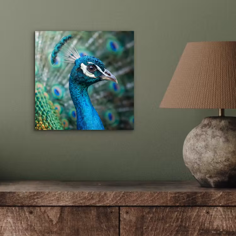 Pauw - Veren - Blauw aluminium wit klein -sfeer2