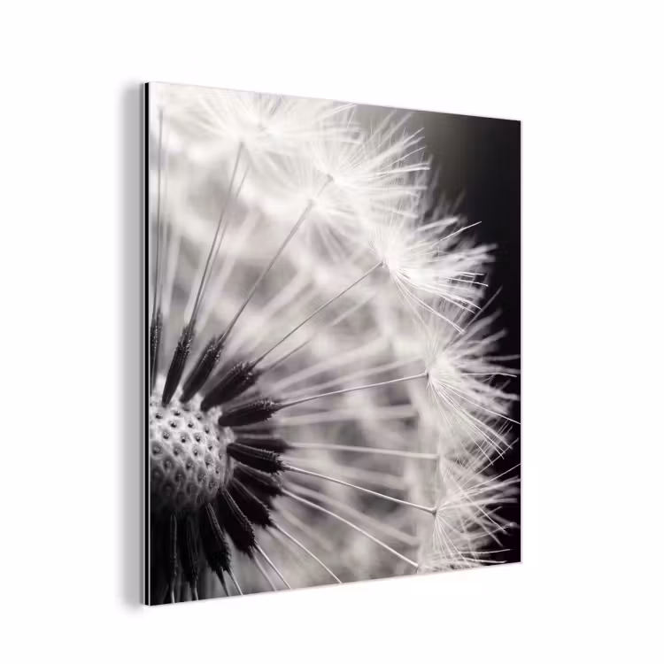 Paardenbloem - Zwart - Wit aluminium wit klein -3d
