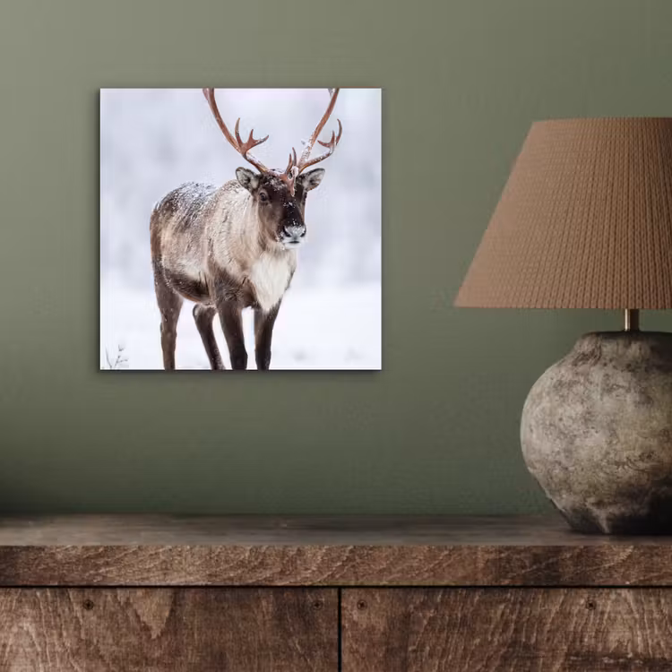 Rendier - Gewei - Toendra - Sneeuw - Wild aluminium wit klein -sfeer2