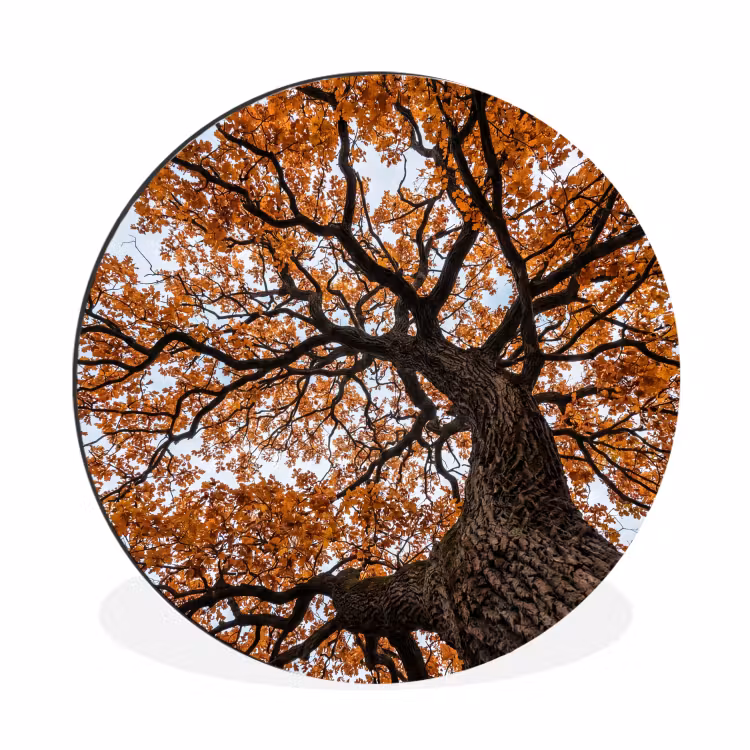 Boom - Bladerdak - Herfst - Oranje - Sfeervol Wandcirkel aluminium klein -3d