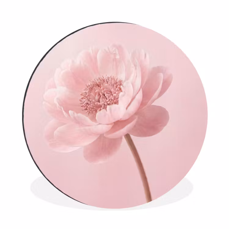 Bloem - Pioenroos - Roze Wandcirkel aluminium klein -3d