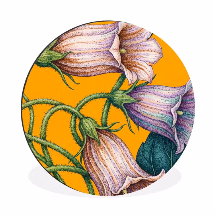 Alu-Dibond-Bild Rund - Blumen – Botanik – Gelb - Bloemen - Botanisch - Geel Wandcirkel aluminium klein