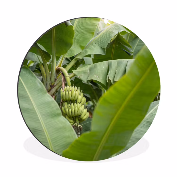 Eten - Bananen - Plantage - Groen Wandcirkel aluminium klein -3d